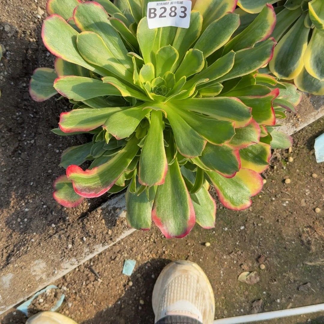 涛*a283特斯拉到秋天。多肉植物