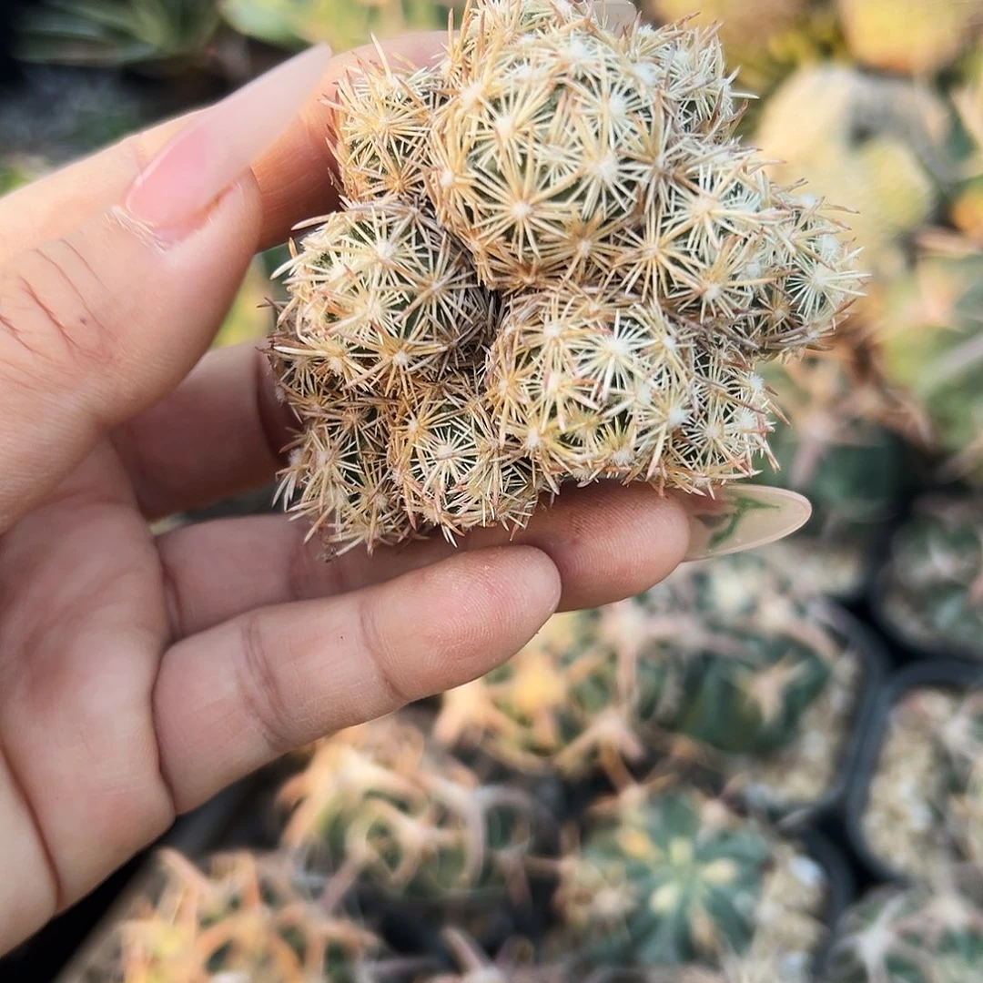紫王子微根仙人球6666666