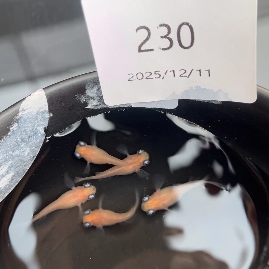 青鳉鱼230白出目五尾