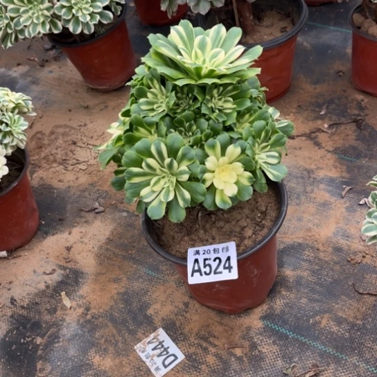 524辛尼亚不包断枝