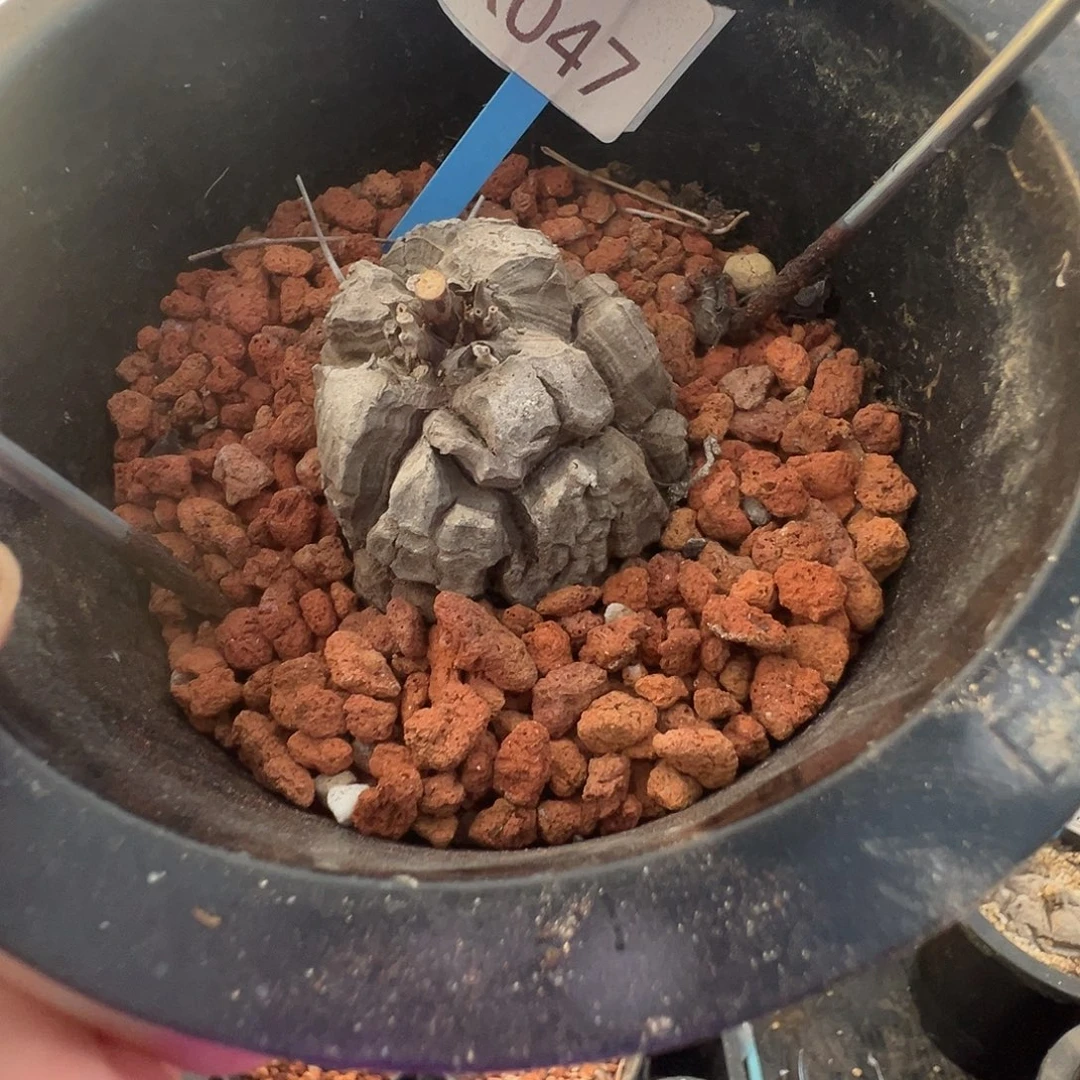 多肉植物专拍 一物一拍 南非龟甲龙047