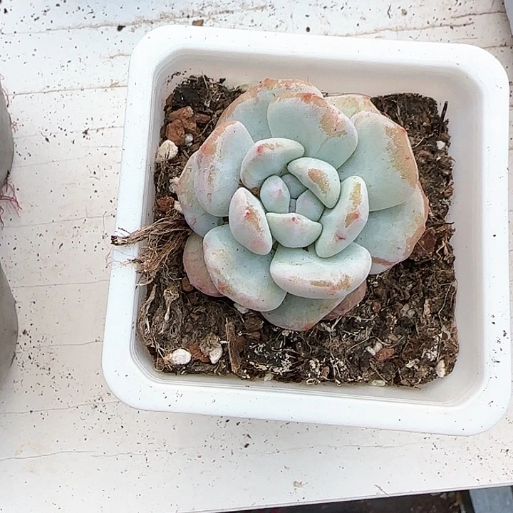 青蛙王子儿童牙膏111