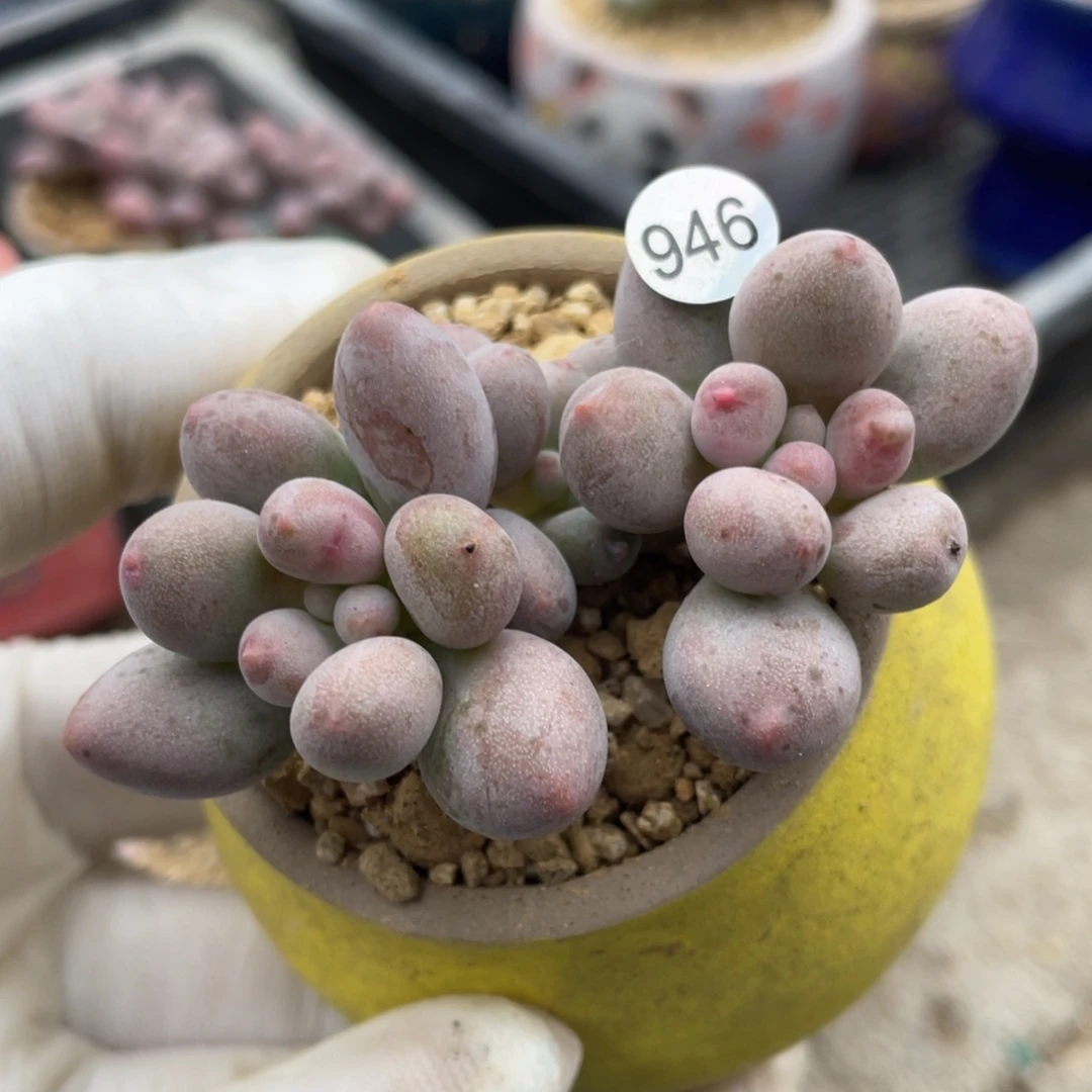 仙子奶酪多肉植物