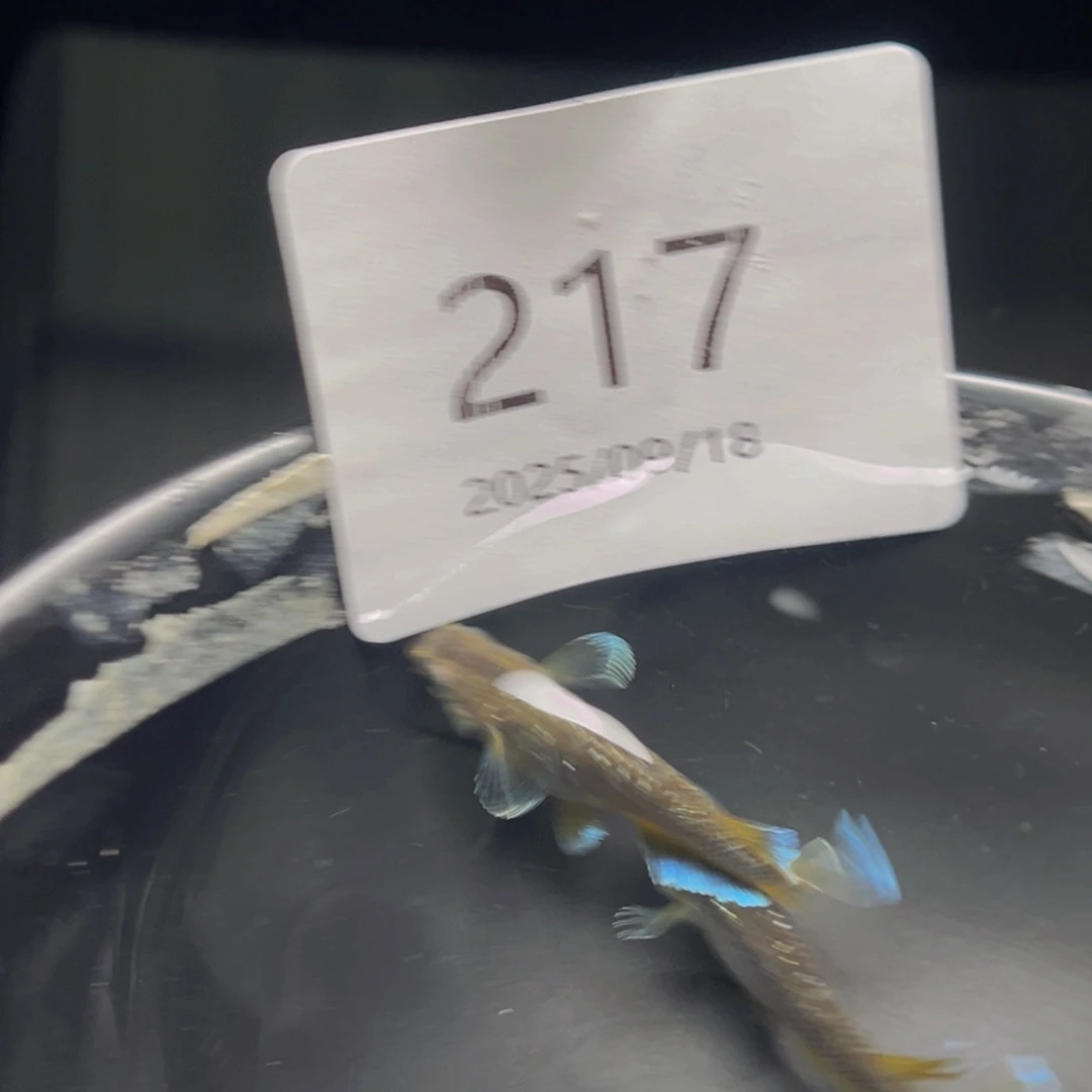 青鳉217奶酪一对公母