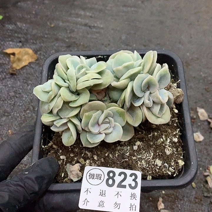 可爱玫瑰缀化 非偏远38包邮 节后发