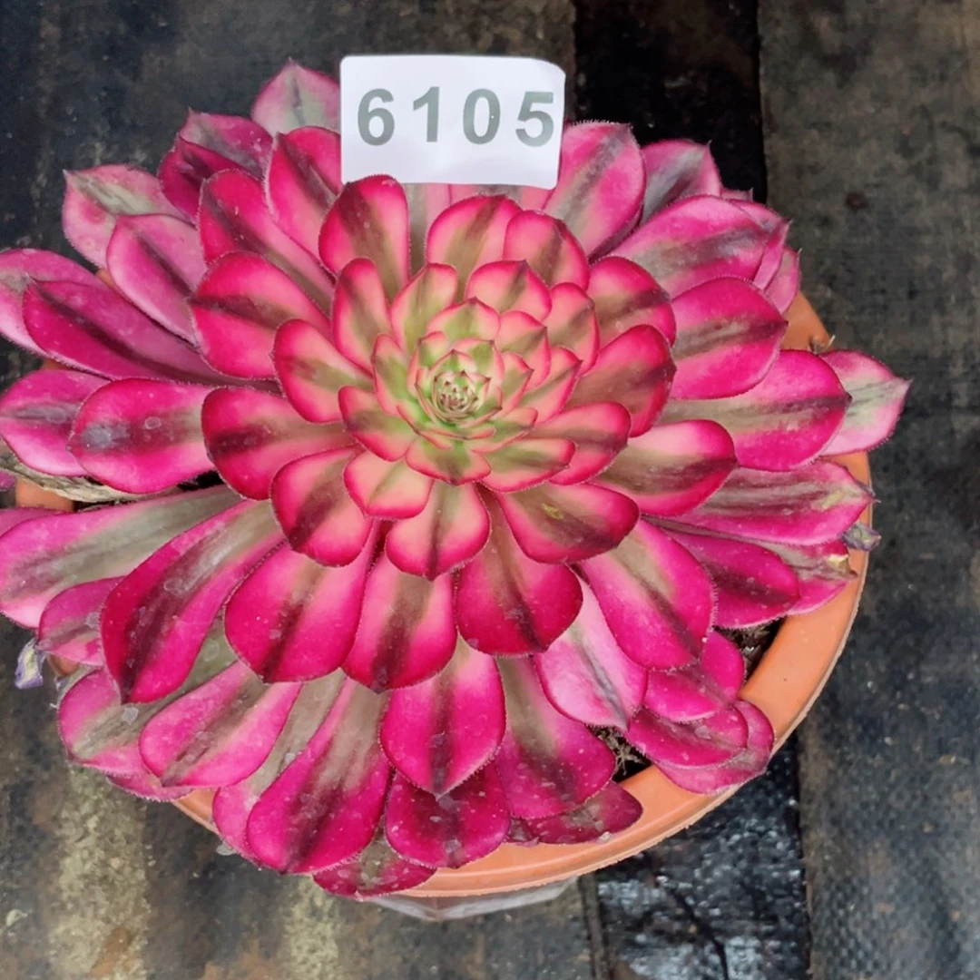 温***人白月光多肉特价发货