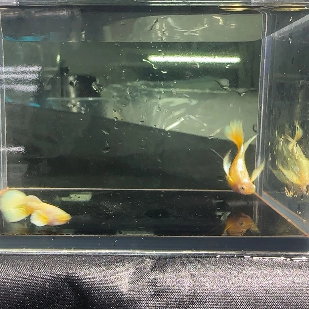 孔雀鱼关注主播可以下单