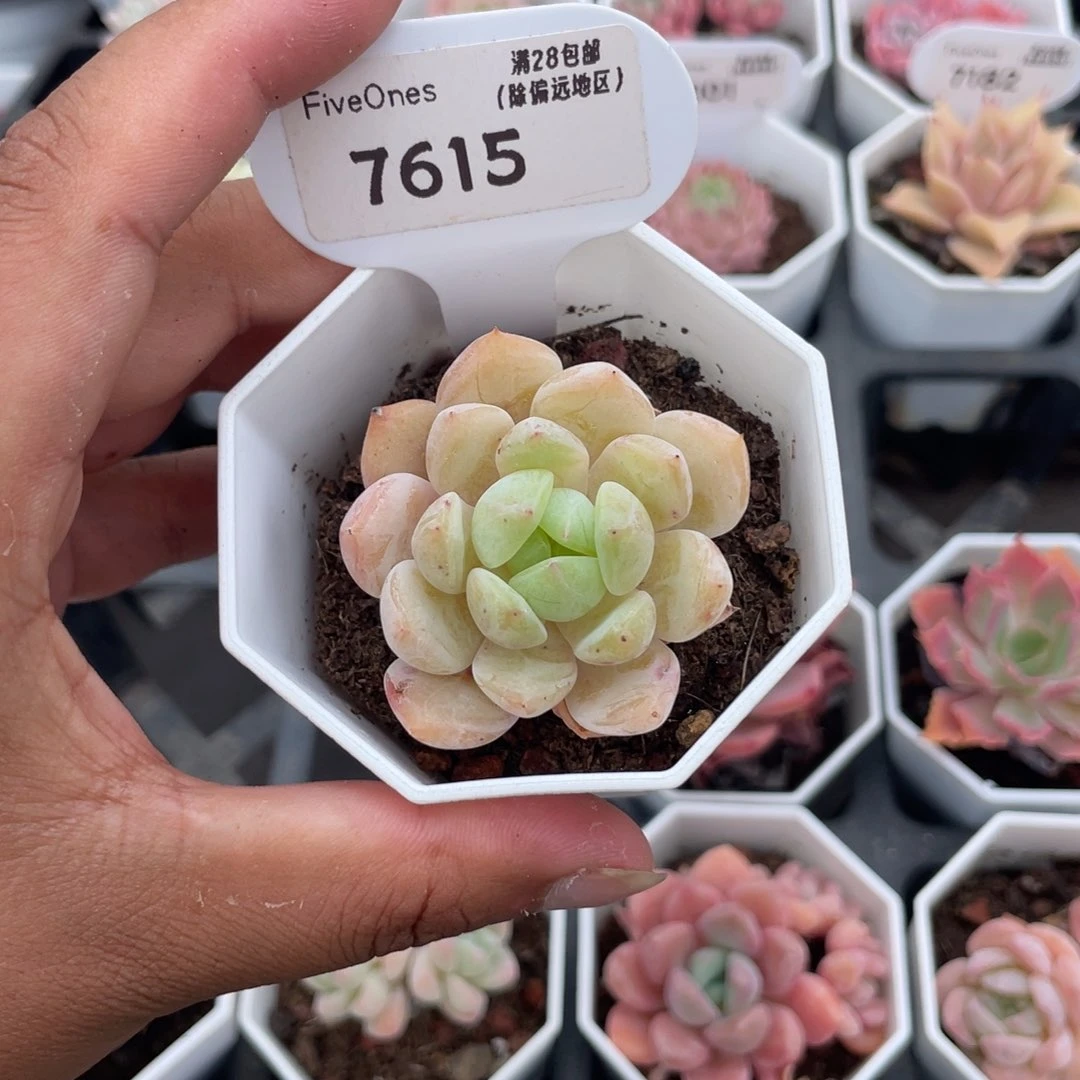 7615海盐薄荷4.5厘米