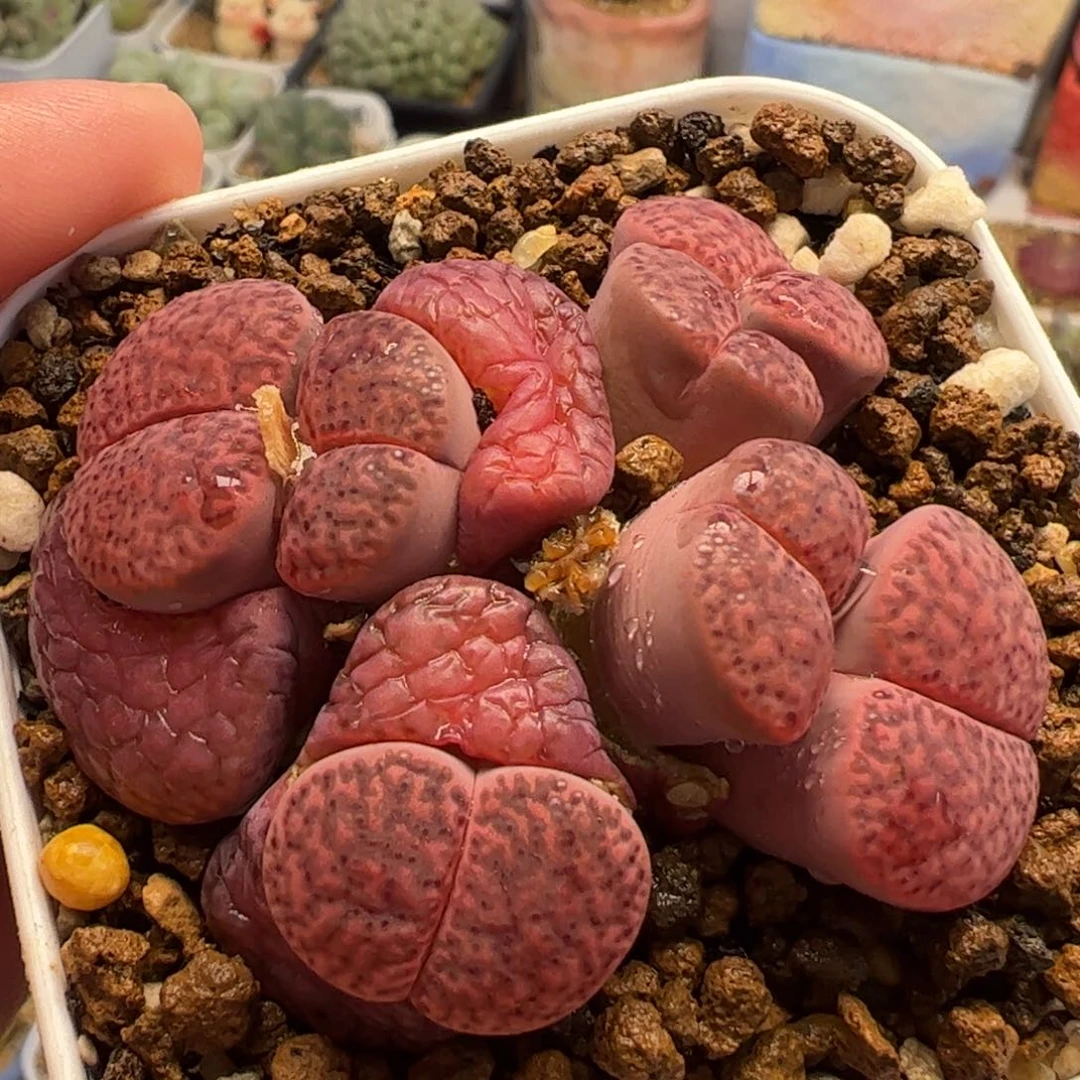 041多肉植物百科