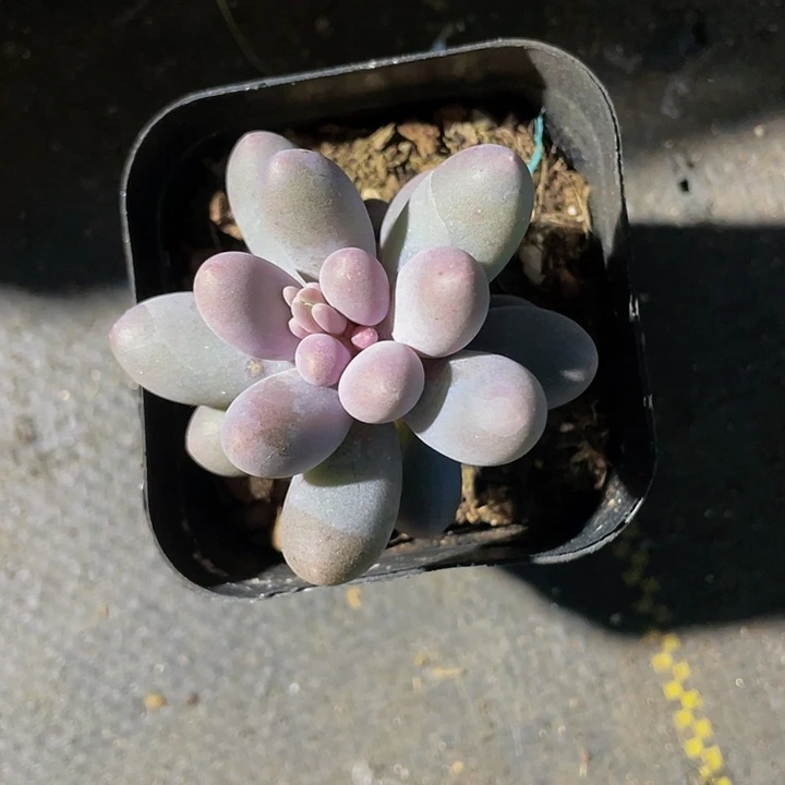 6.5方大单头汤圆带盆多肉