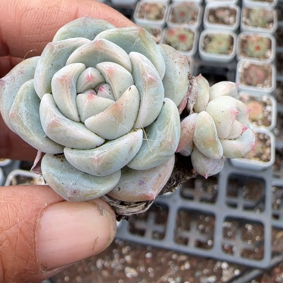 多肉小卡拉米糖心一物一拍