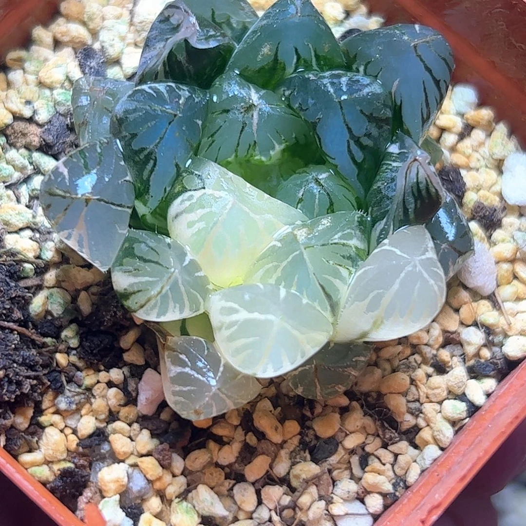 水晶灯锦十二卷多肉
