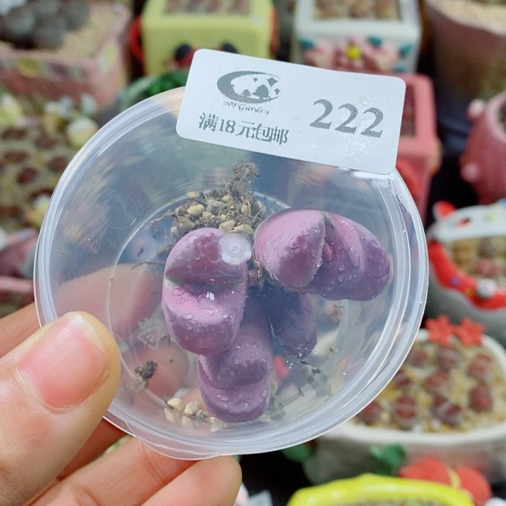 稳***福生石花花花花花花花花222