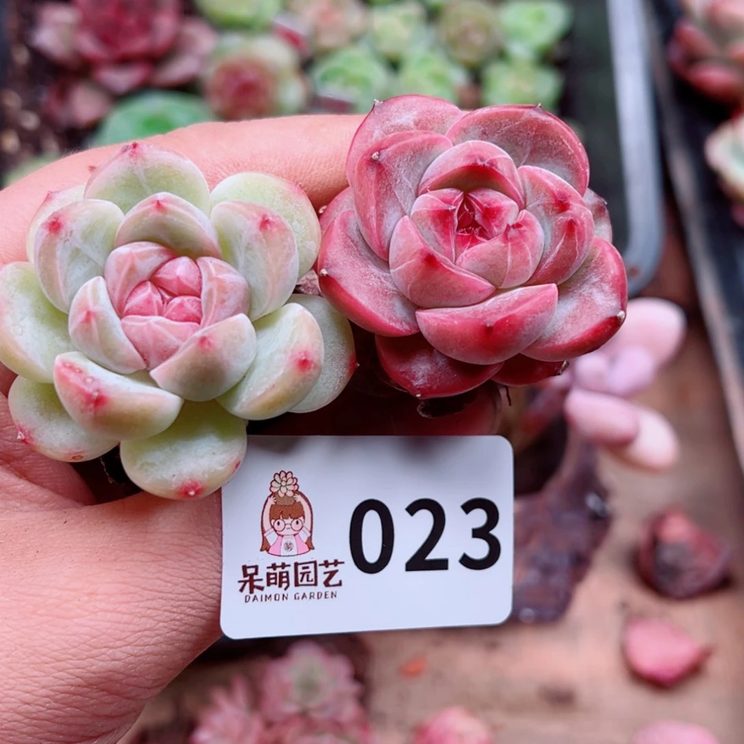多肉植物多肉植物