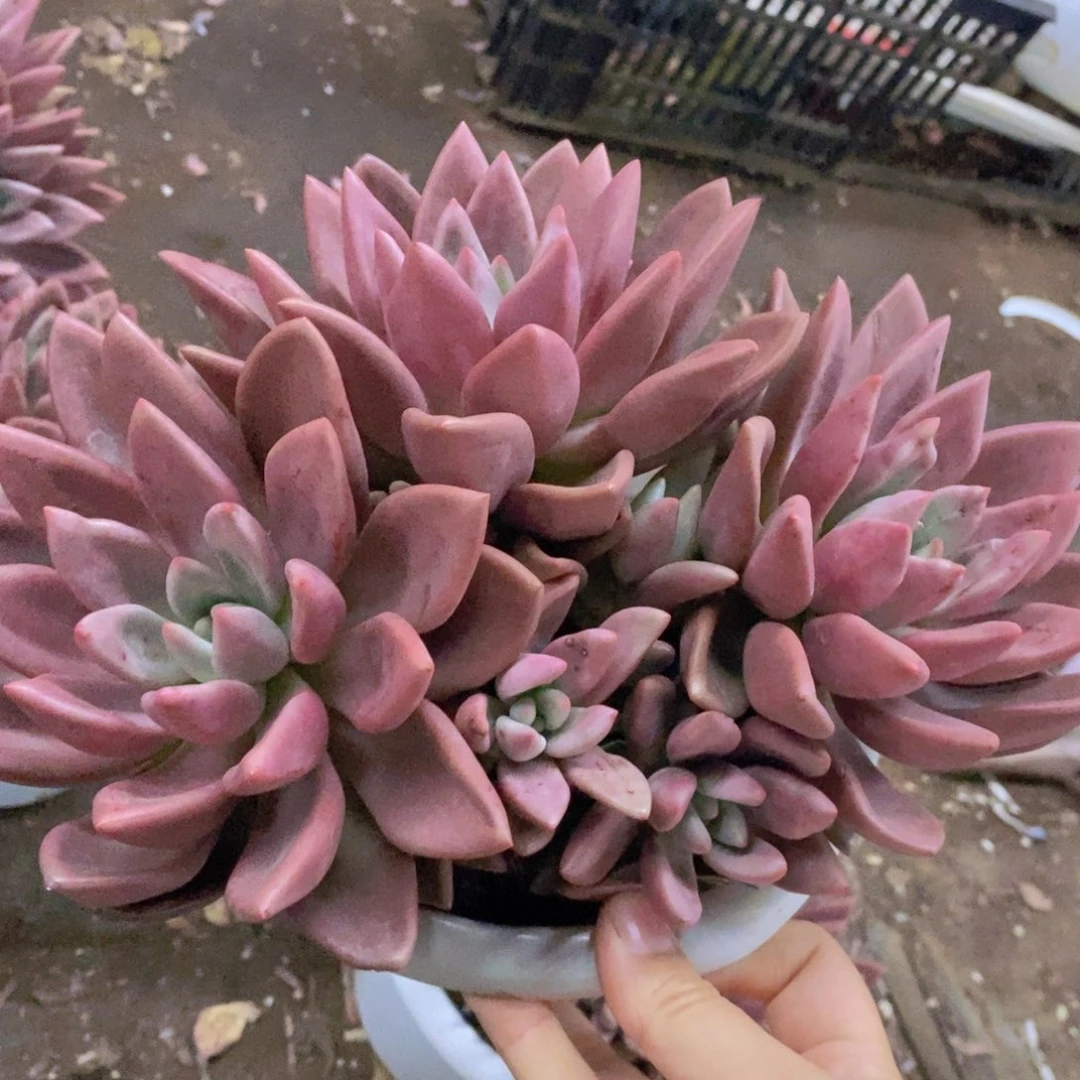 桃花源三大头起发无砍整桩