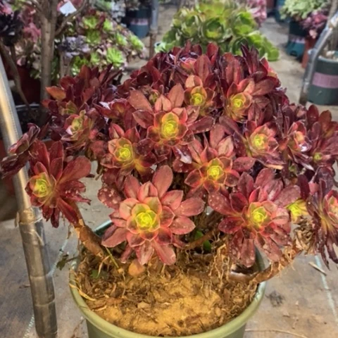 安娜多肉植物057