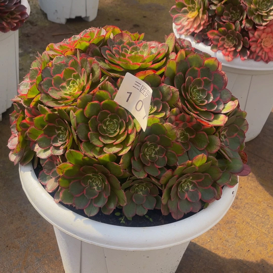 【通用】万圣节系列群生多肉植物万老桩大手捧精品多肉