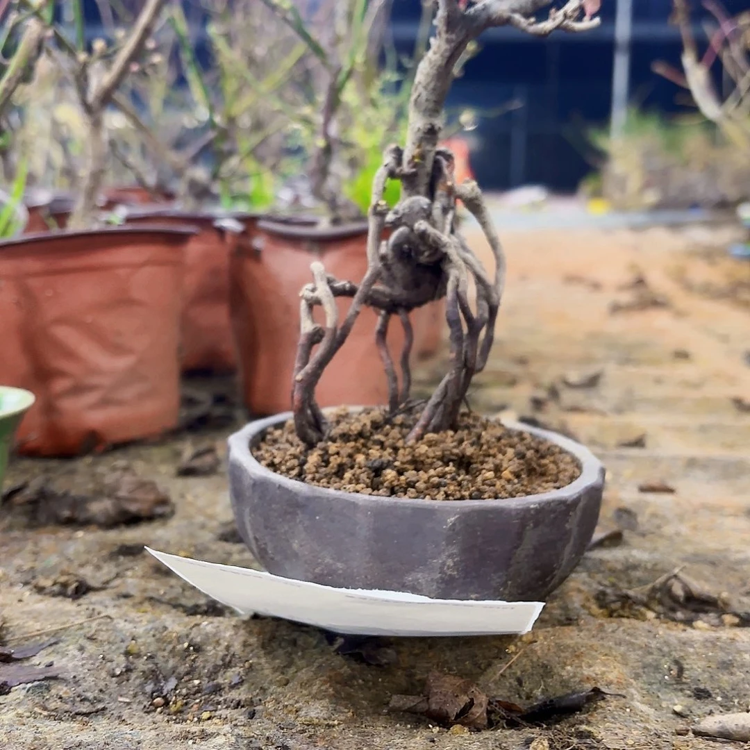 绒***合无花朵红花一号11111