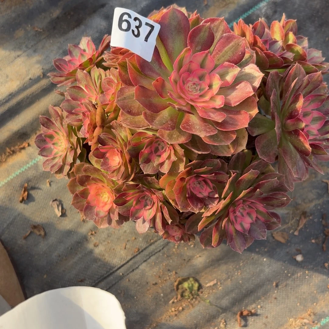 637大荔枝多肉多肉植物福利