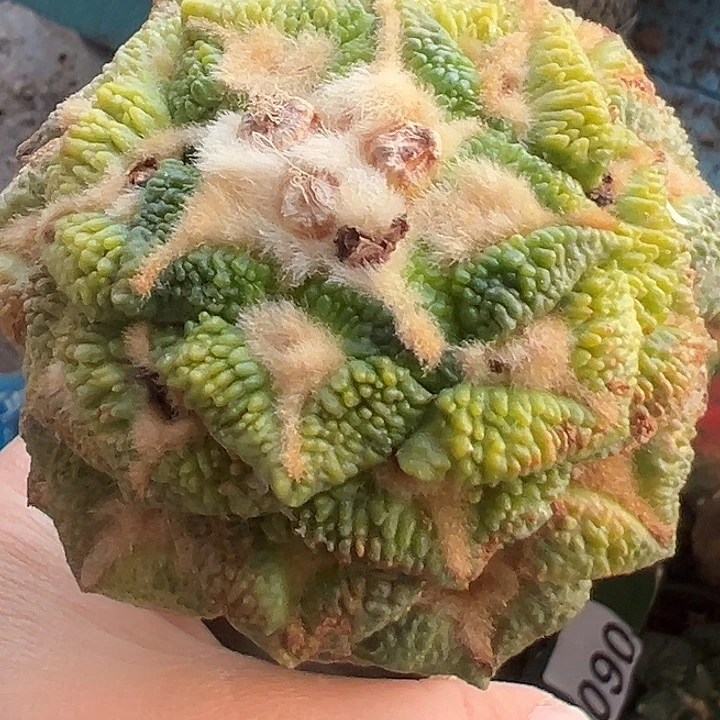 颗粒大尤黑锦126仙