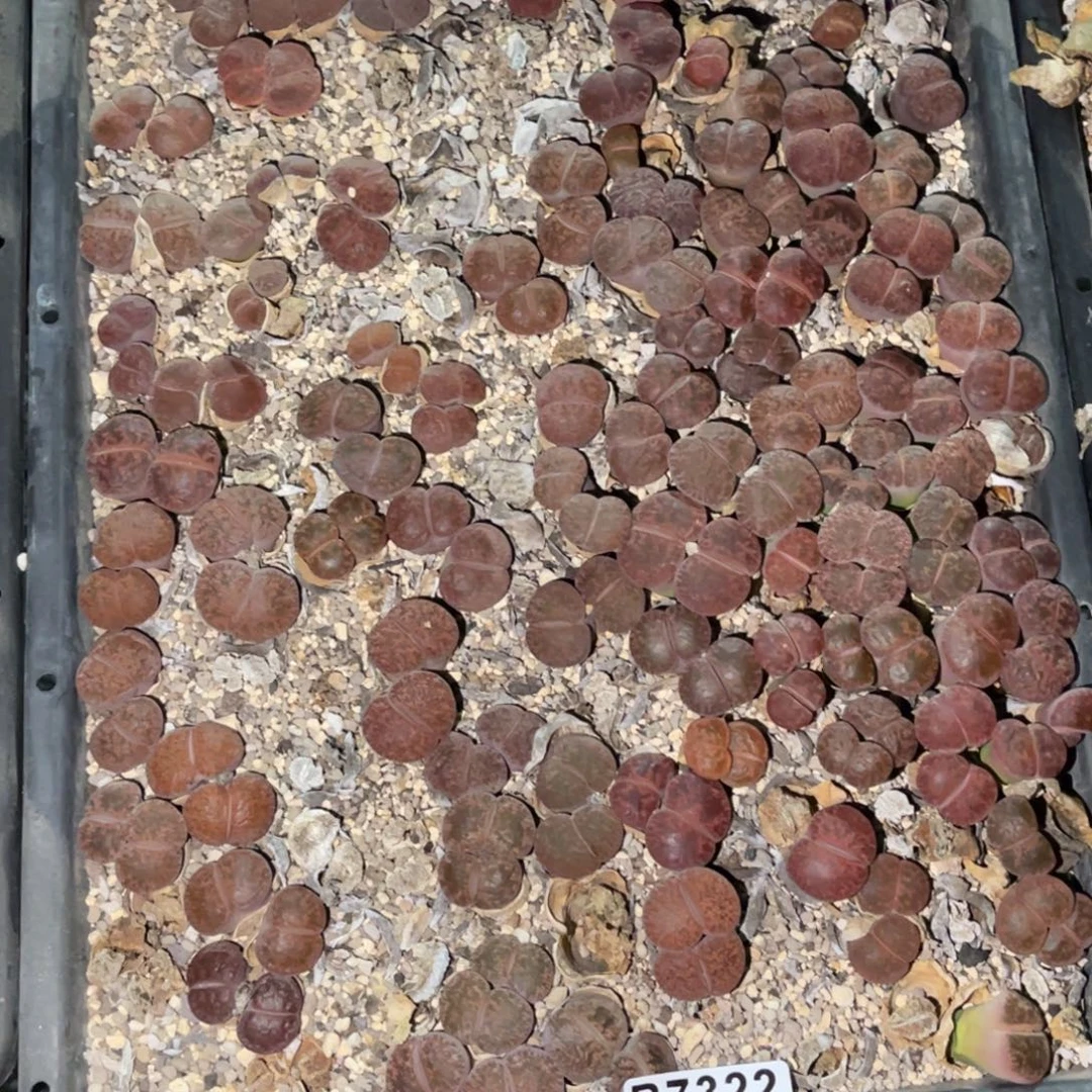 用***27322福利筐1不售后