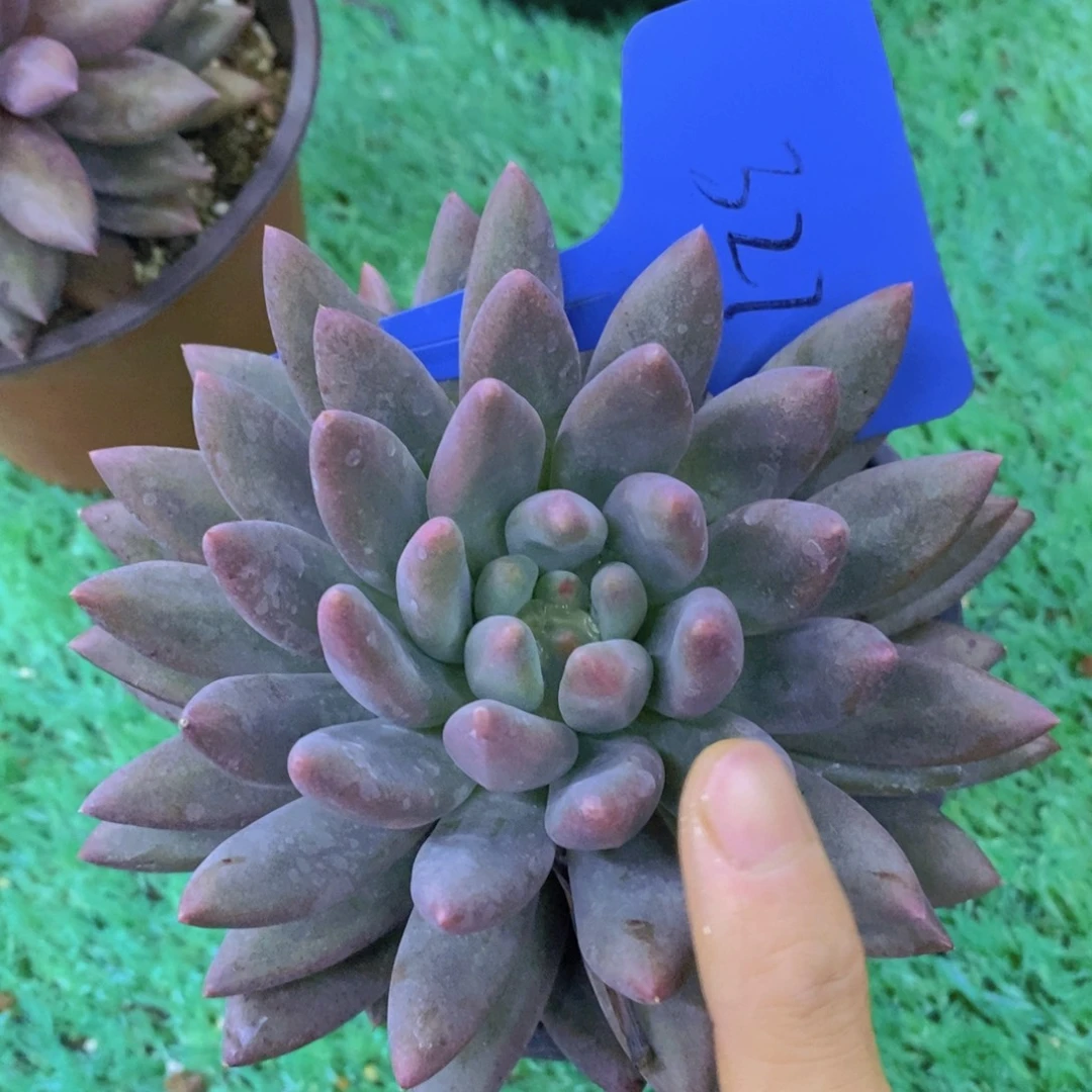 开心多肉每月专场，8月