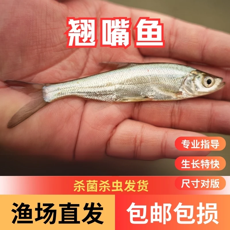 【活体】翘嘴鱼路亚白刁鱼观赏鱼淡水鱼冷水鱼 超萌好物 大型渔场发