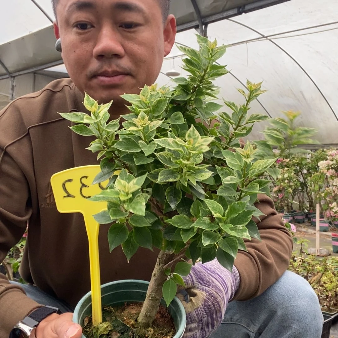 执*梦三角梅小精灵黄D32