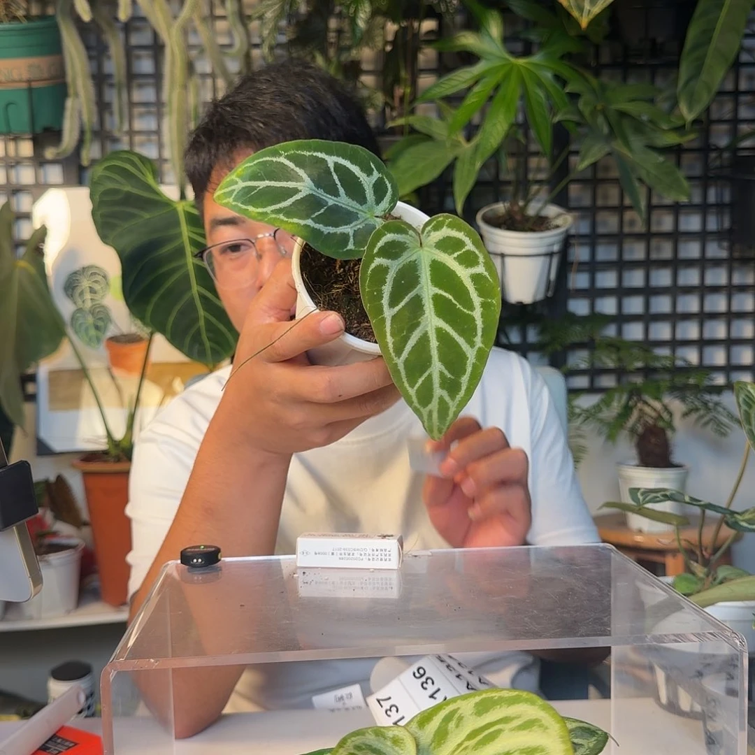 完全开放银刷子杂撕裂纹A133