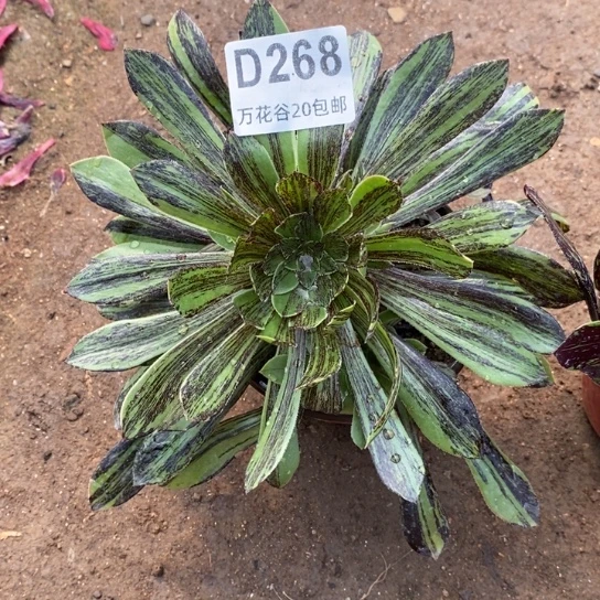 268原始绿水墨丹青多肉植物