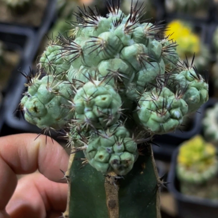 无花朵大尤黑刺帝王丸群390