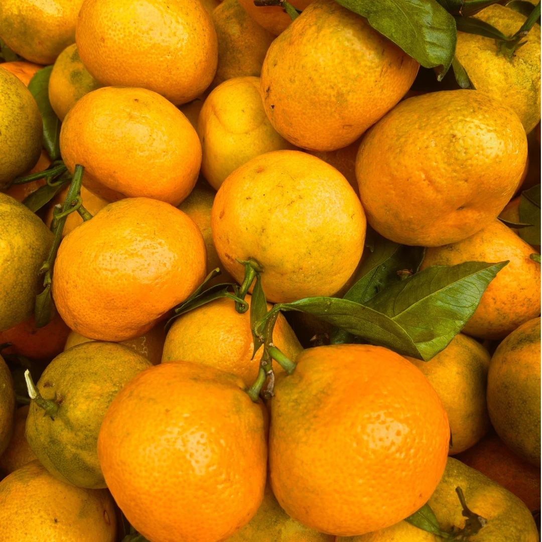 特价树熟砂甜桔 2斤（水果）