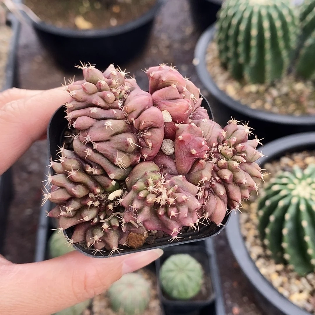 花花草草花花草草