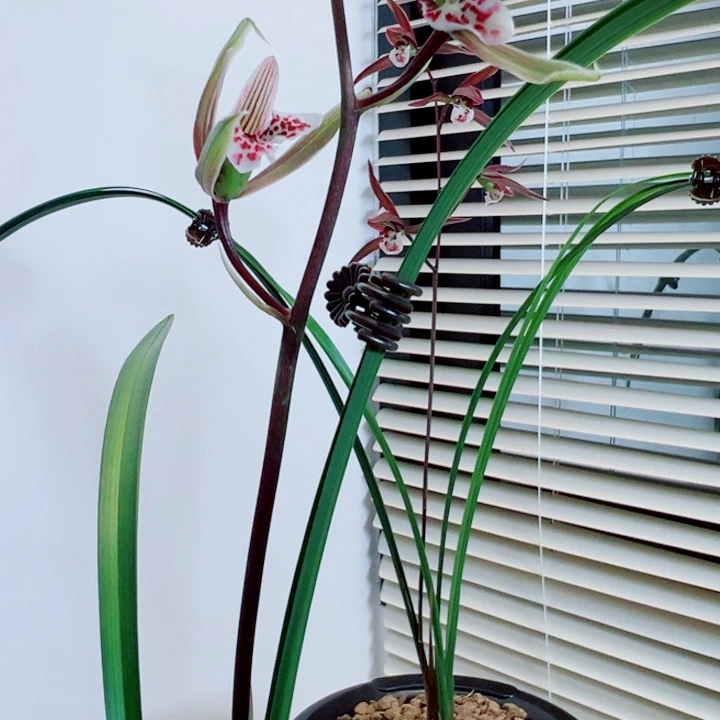 臭***腐完全开放一物一拍