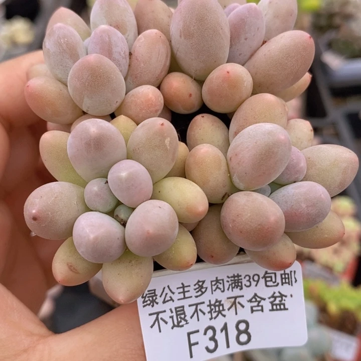 粉红泡泡4棵318多肉植物