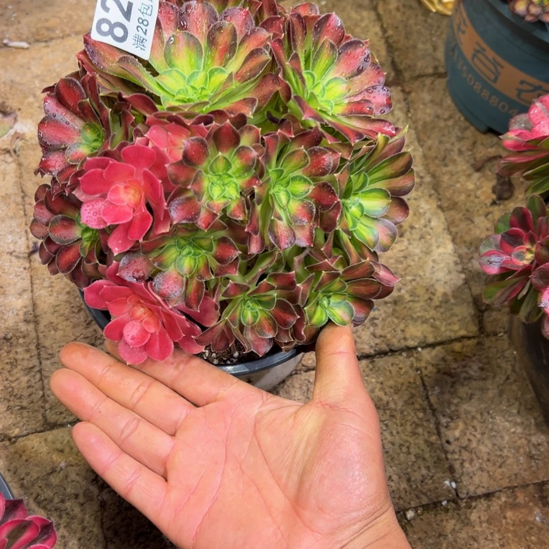 心***凡多肉植物824多肉植物