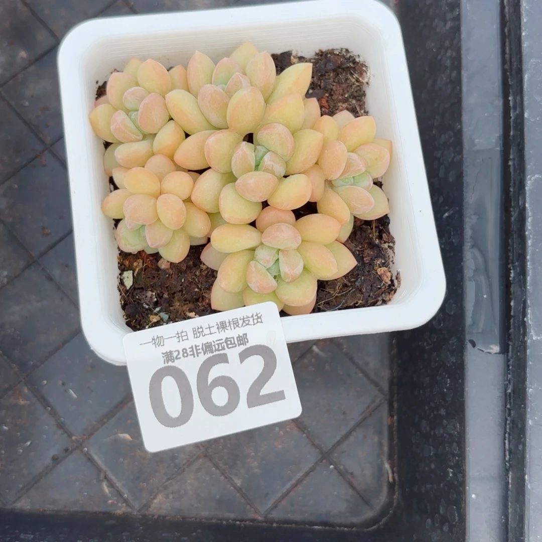 泡泡糖无盆土发货