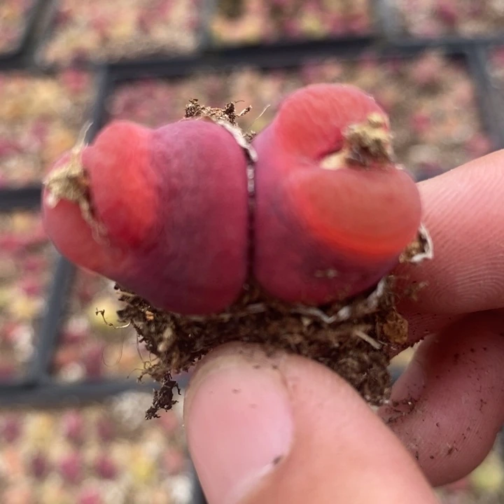 2551一颗一颗一颗