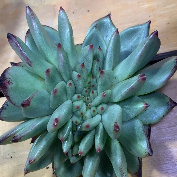 杂交缀化 多肉植物