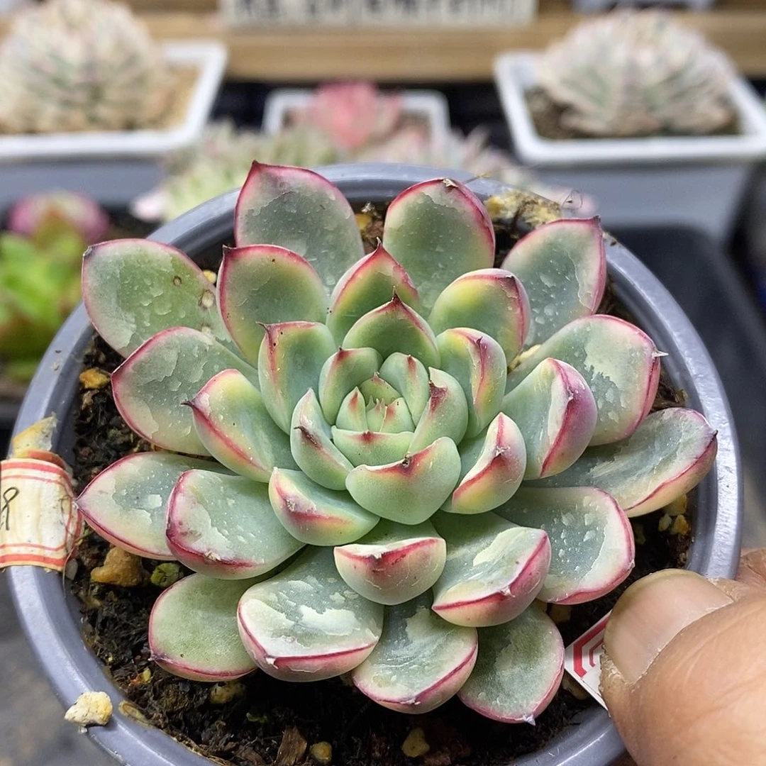 0305 花月夜覆轮锦