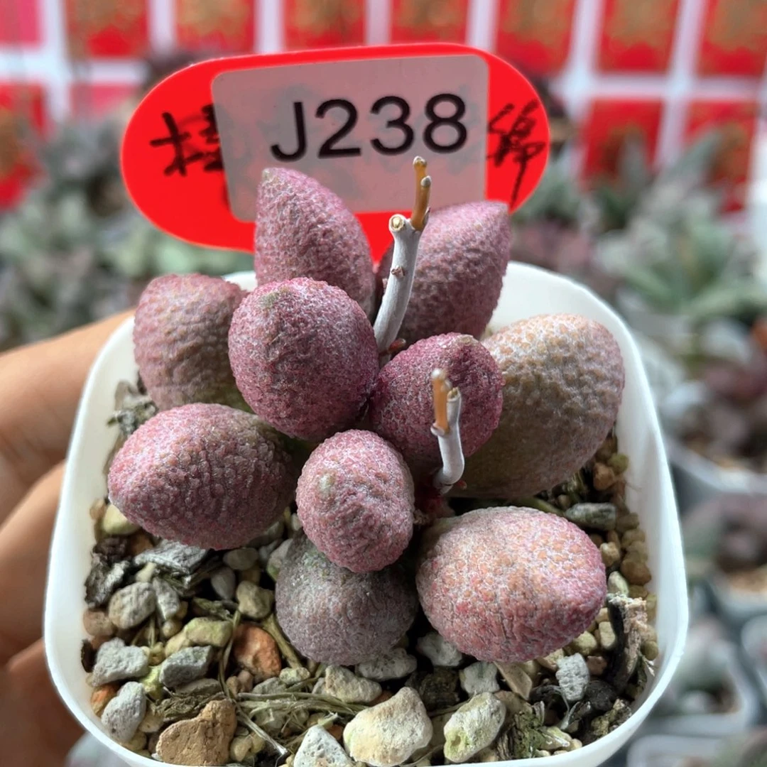 福利。    238。