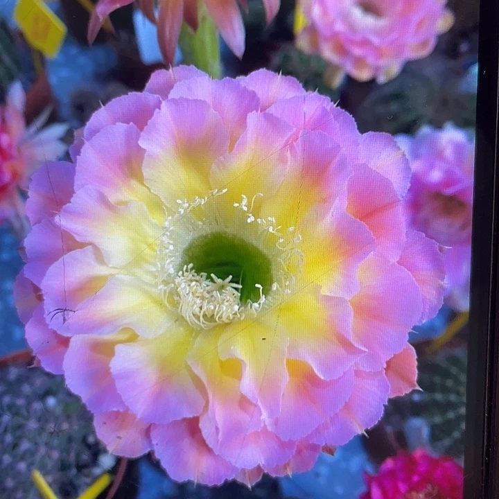 嘟94号2公分以上一代侧