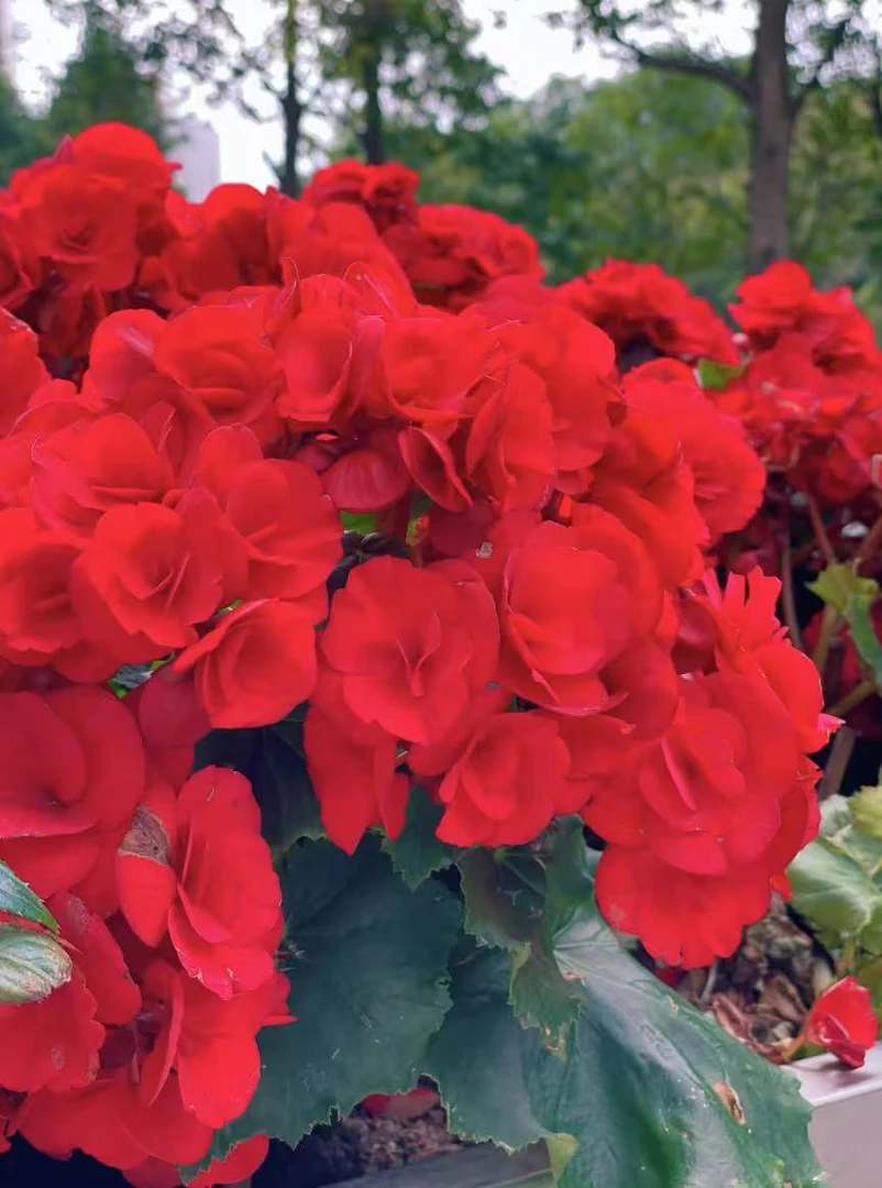 【丽格海棠】中国红重瓣大花花苞多发货