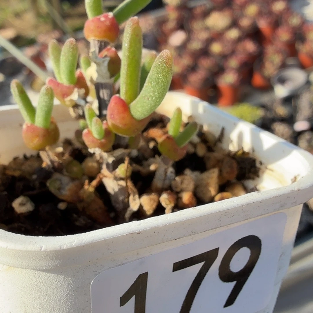 179四公分枝干兔子满20包邮