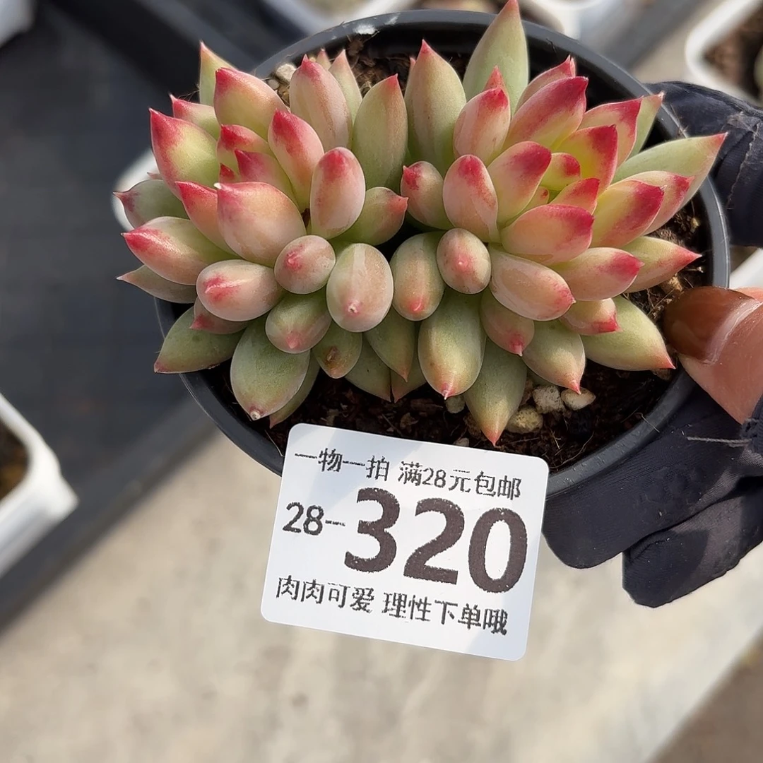 虞美人无盆土发货无