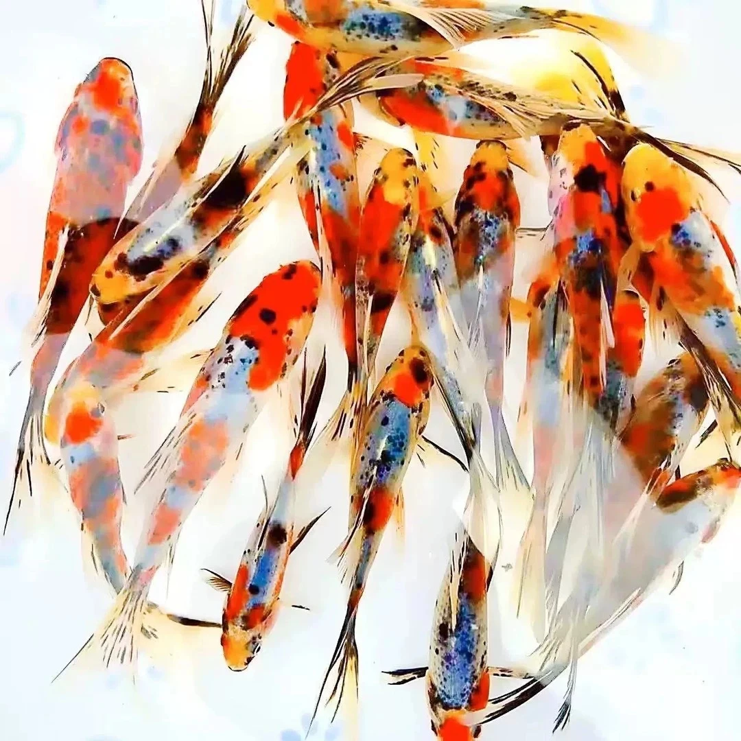 大尺寸11条水墨玉兰花金鱼5-7公分花色混搭 泡沫箱冰袋包邮发货