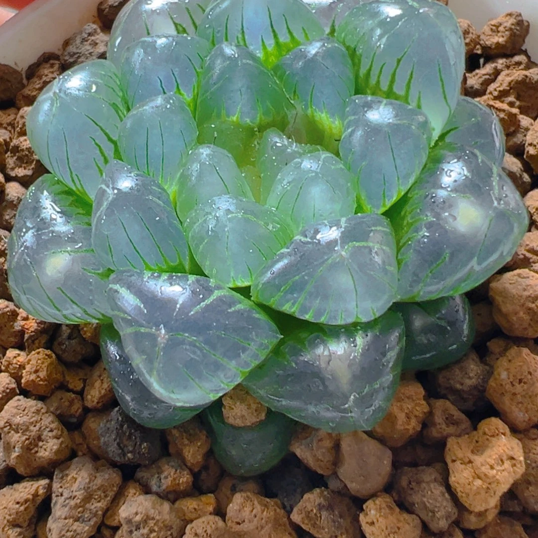 冰翠玉露多肉多肉多肉