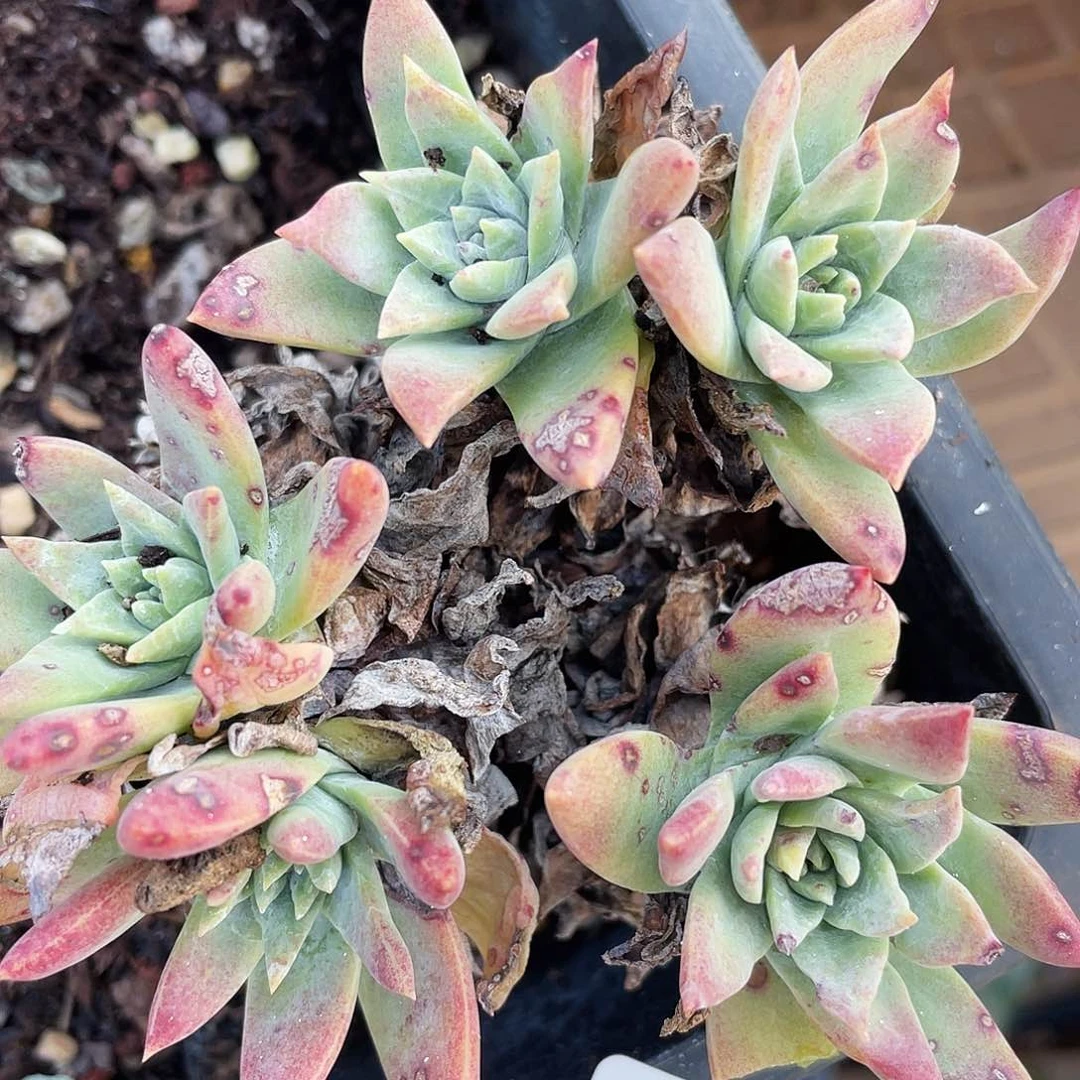 白菊苹果叶老桩3071