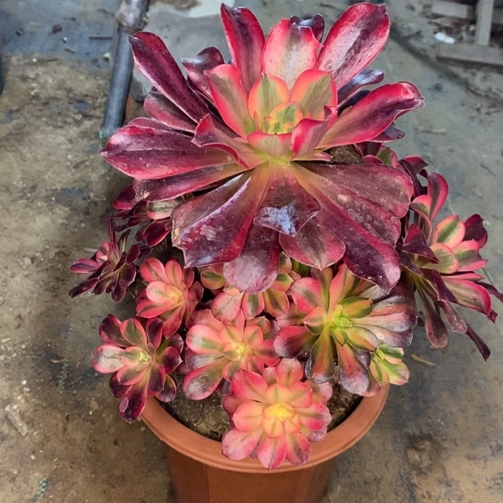 美杜莎多肉植物16。