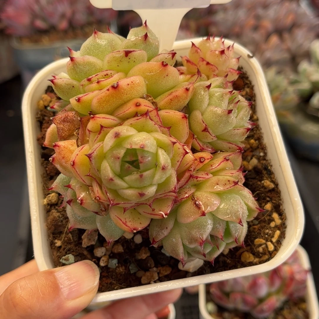 2372 满30包邮天冷地区必拍保温箱